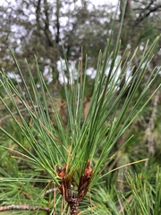 Pinus taiwanensis