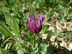 Trifolium parryi