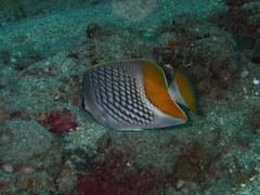 Chaetodon xanthurus