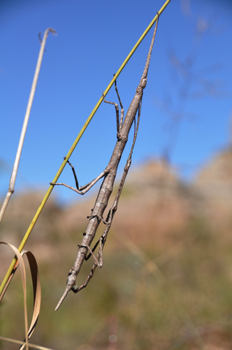 Achrioptera impennis