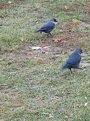 Corvus monedula