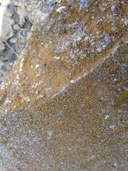 Flavoplaca flavocitrina