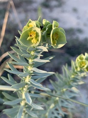 Euphorbia paralias