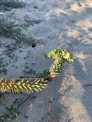 Euphorbia paralias