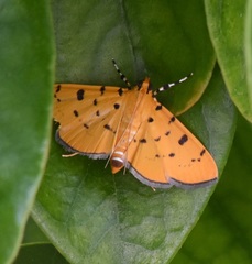 Phaedropsis stictigramma