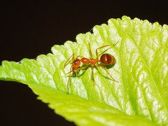 Notoncus spinisquamis