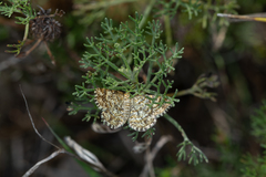 Heliomata glarearia