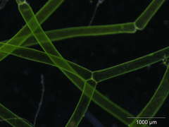 Hydrodictyon reticulatum