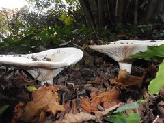 Fungi