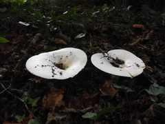 Fungi