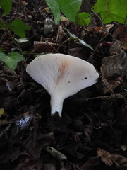 Fungi