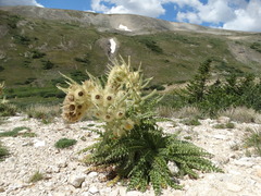 Cirsium funkiae