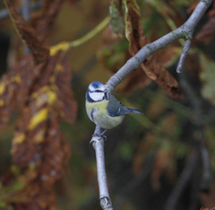 Cyanistes caeruleus