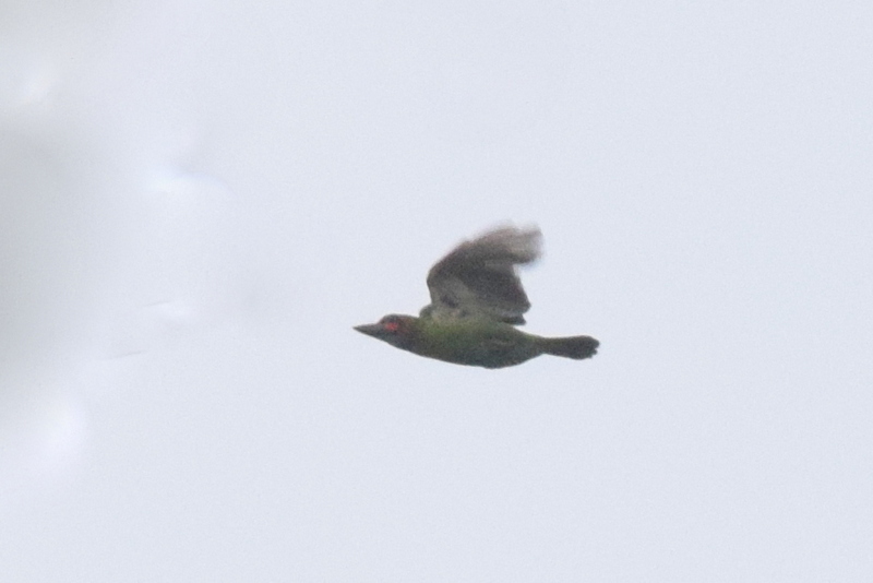 Blue-Eared Barbet