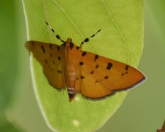 Phaedropsis stictigramma