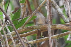 Alcippe brunneicauda