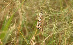 Utetheisa lotrix lotrix