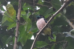 Eurylaimus ochromalus