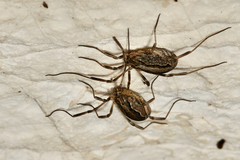 Odiellus troguloides