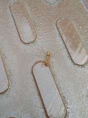 Oecophylla smaragdina