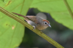 Cyanoderma rufifrons