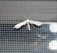 Hellinsia homodactylus