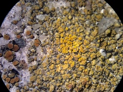 Flavoplaca flavocitrina