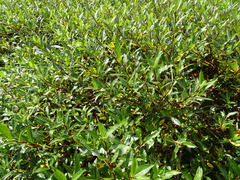 Salix planifolia