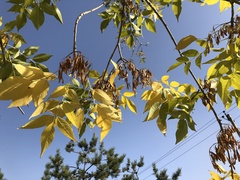 Fraxinus chinensis