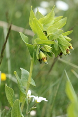 Cerinthe glabra