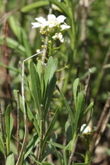 Iberis sempervirens