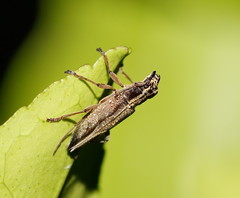 Temnosternus planiusculus