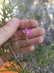 Calytrix fraseri
