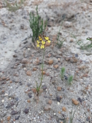 Stylidium diuroides paucifoliatum