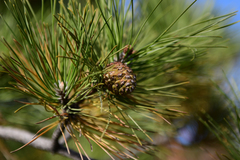 Pinus tabuliformis