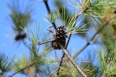 Pinus tabuliformis