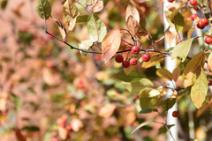 Malus micromalus