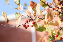 Malus micromalus