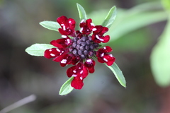 Knautia macedonica
