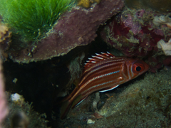 Sargocentron diadema