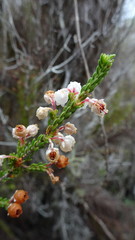Erica spectabilis