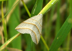 Colobochyla salicalis