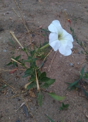 Petunia axillaris