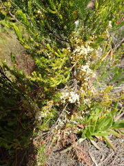 Cuscuta africana