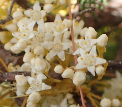 Cuscuta africana
