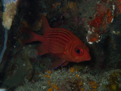 Sargocentron tiereoides