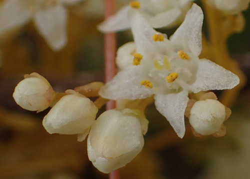 Image of Cuscuta africana by (c) Nicola van Berkel, some rights reserved (CC BY-SA)