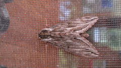 Sphinx canadensis