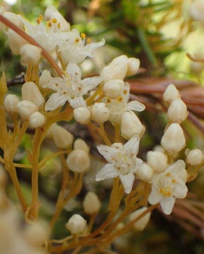 Image of Cuscuta africana by (c) Nicola van Berkel, some rights reserved (CC BY-SA)