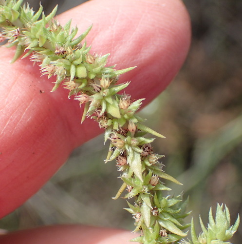 Crassula campestris